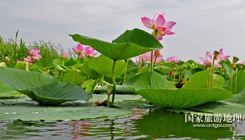 边疆荷花湖